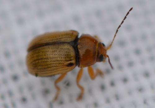 Cryptocephalus sp.